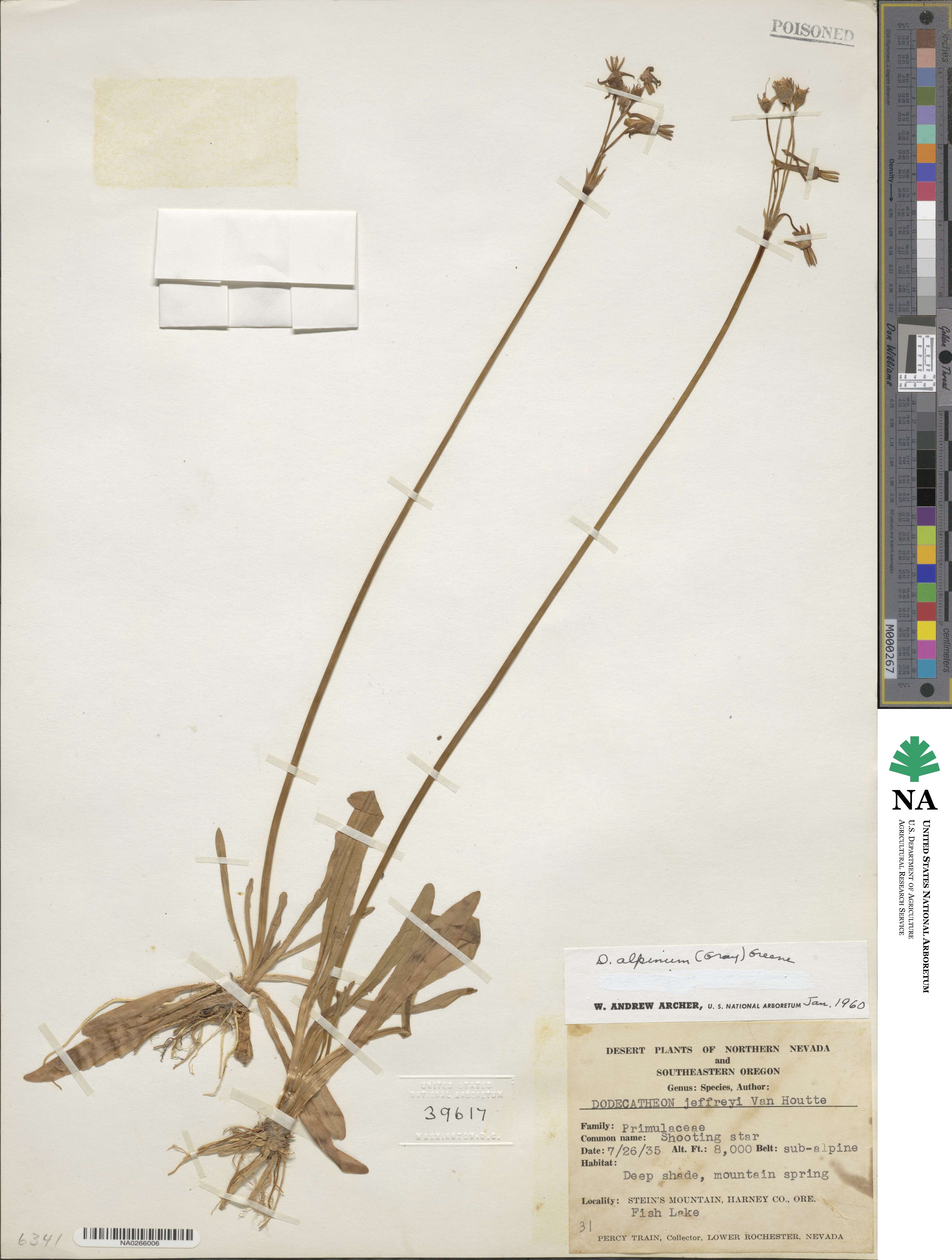 Dodecatheon alpinum image