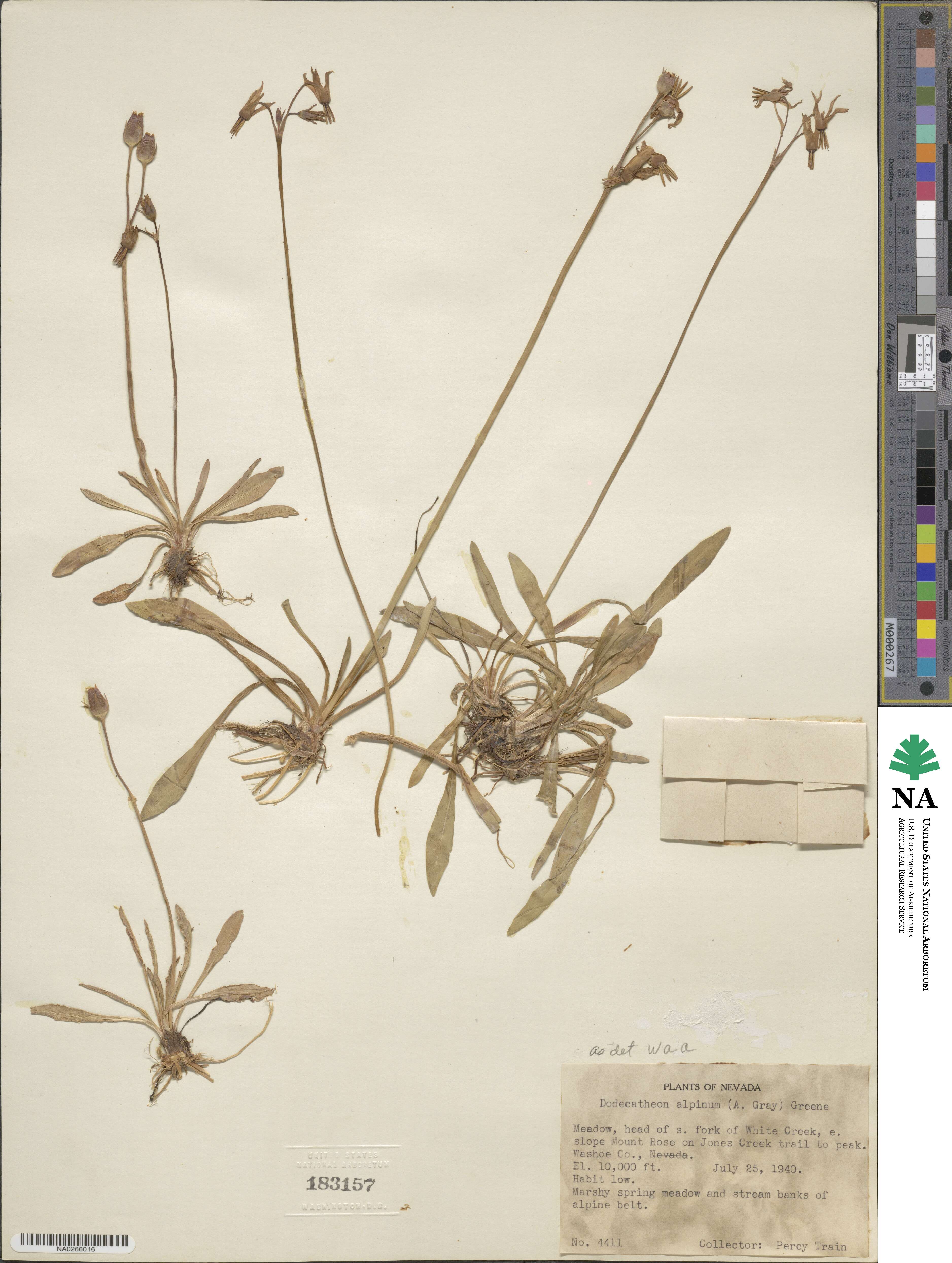 Dodecatheon alpinum image