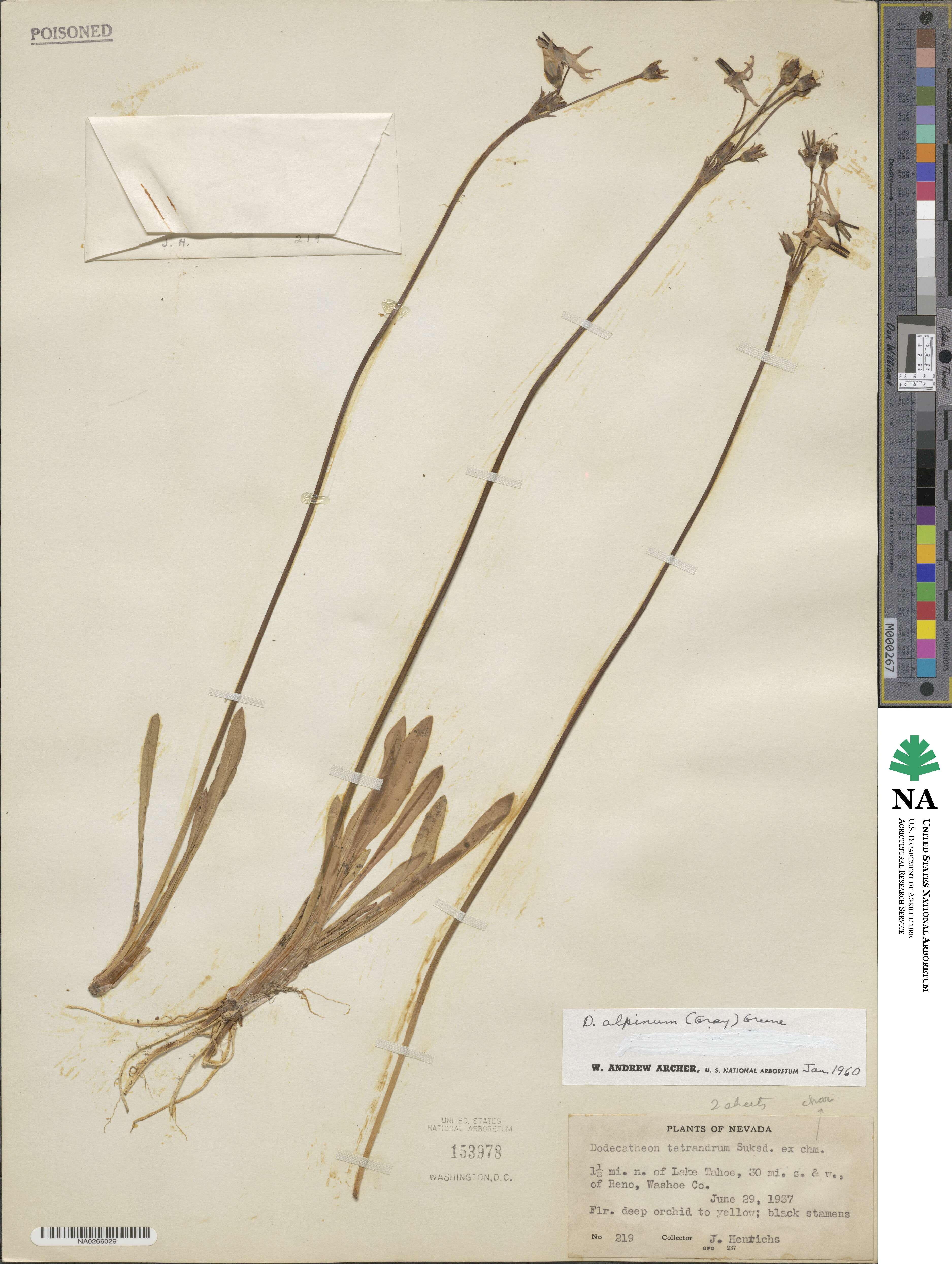 Dodecatheon alpinum image