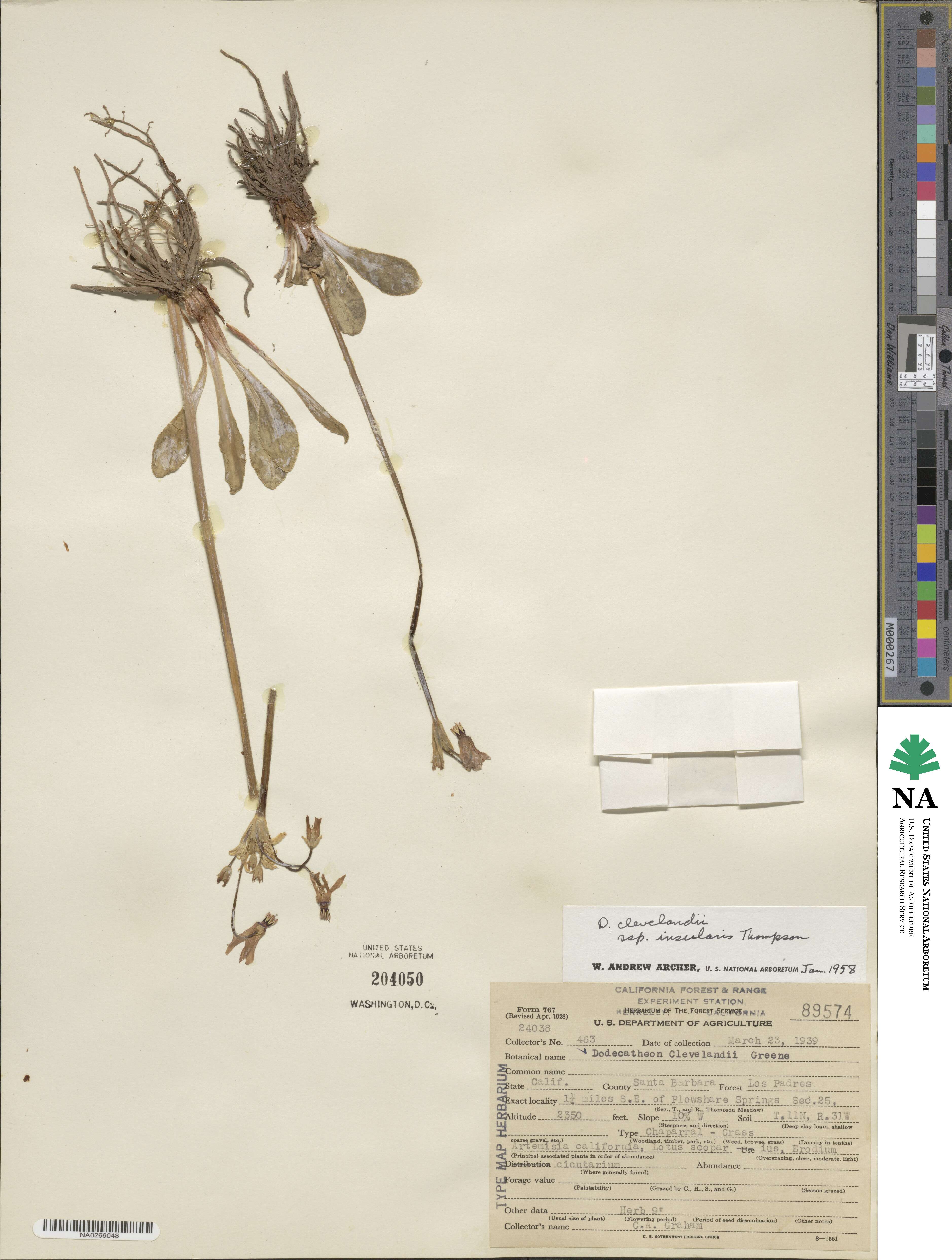 Dodecatheon clevelandii subsp. insulare image