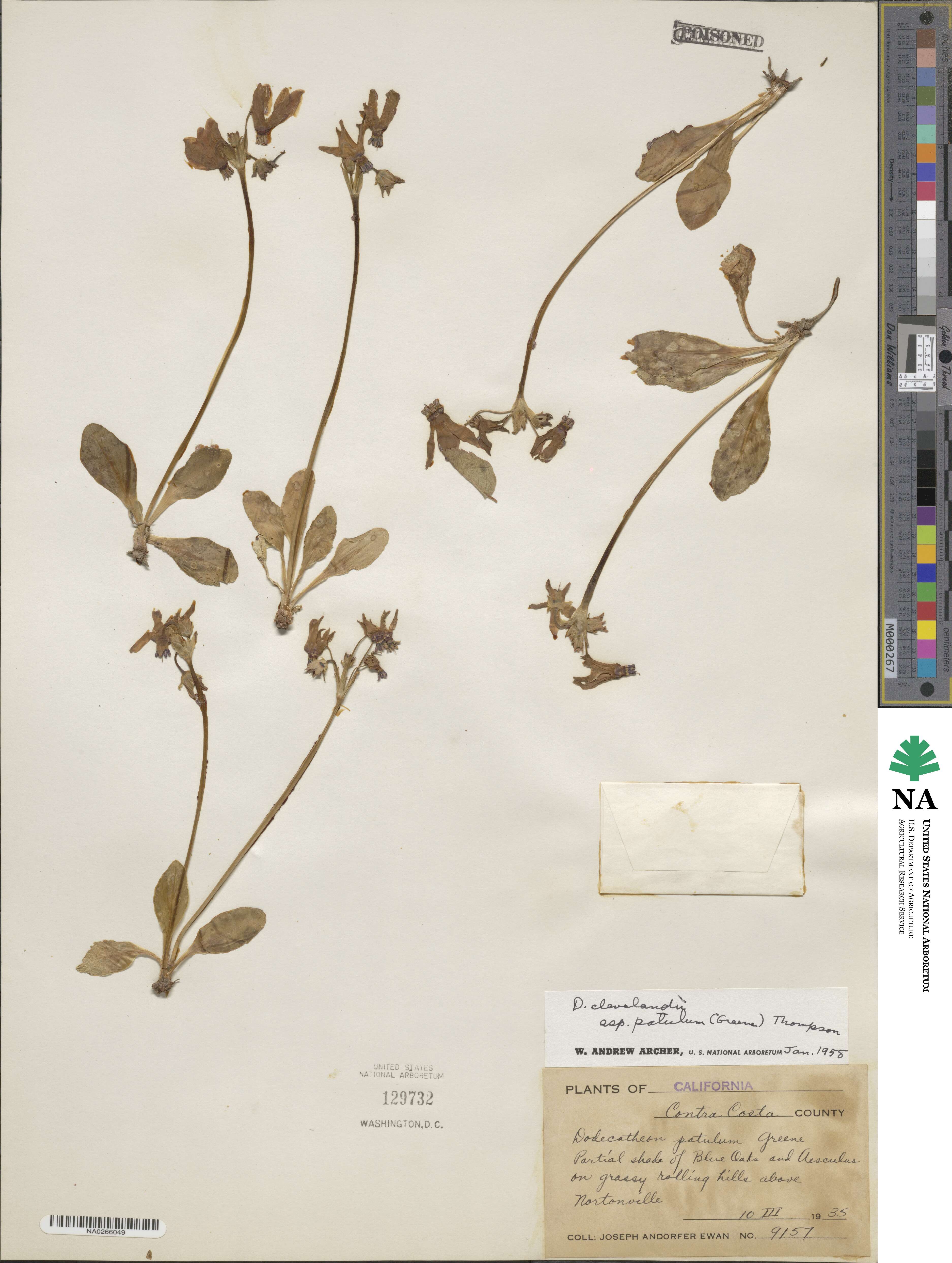 Dodecatheon clevelandii subsp. patulum image