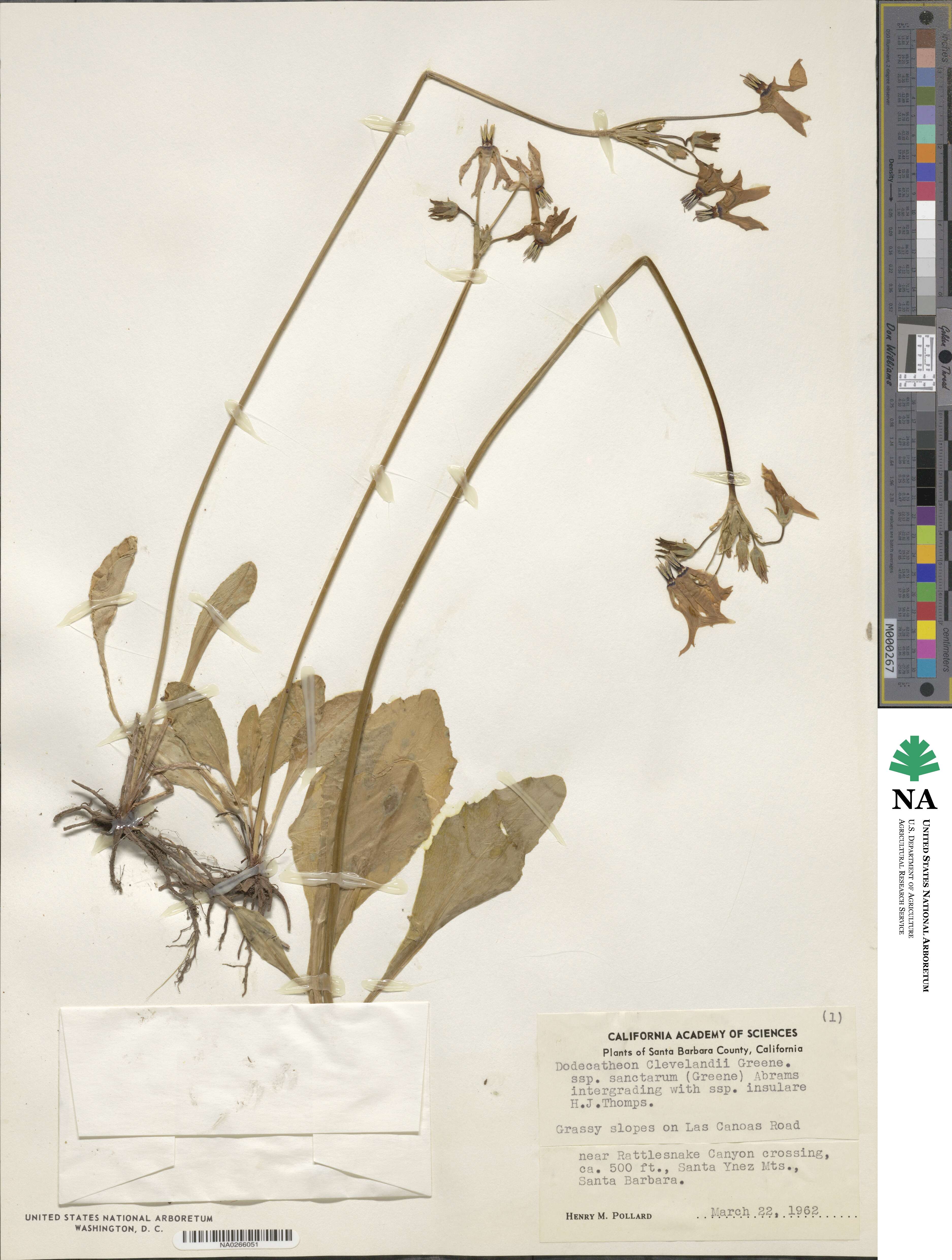 Dodecatheon clevelandii image