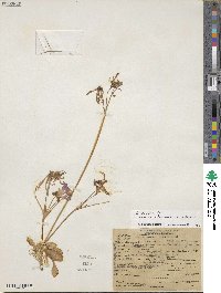 Dodecatheon clevelandii subsp. sanctarum image