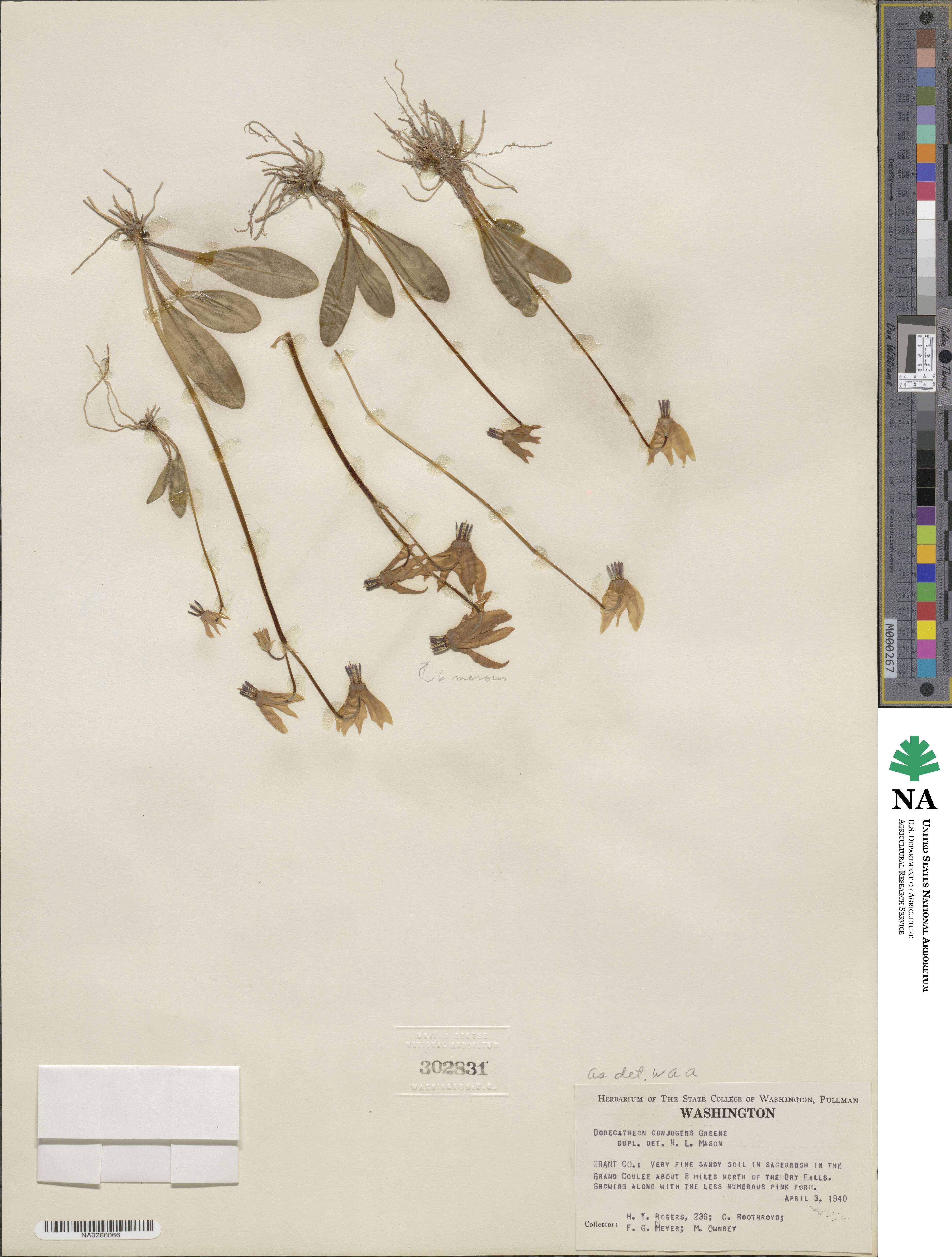 Dodecatheon conjugens image