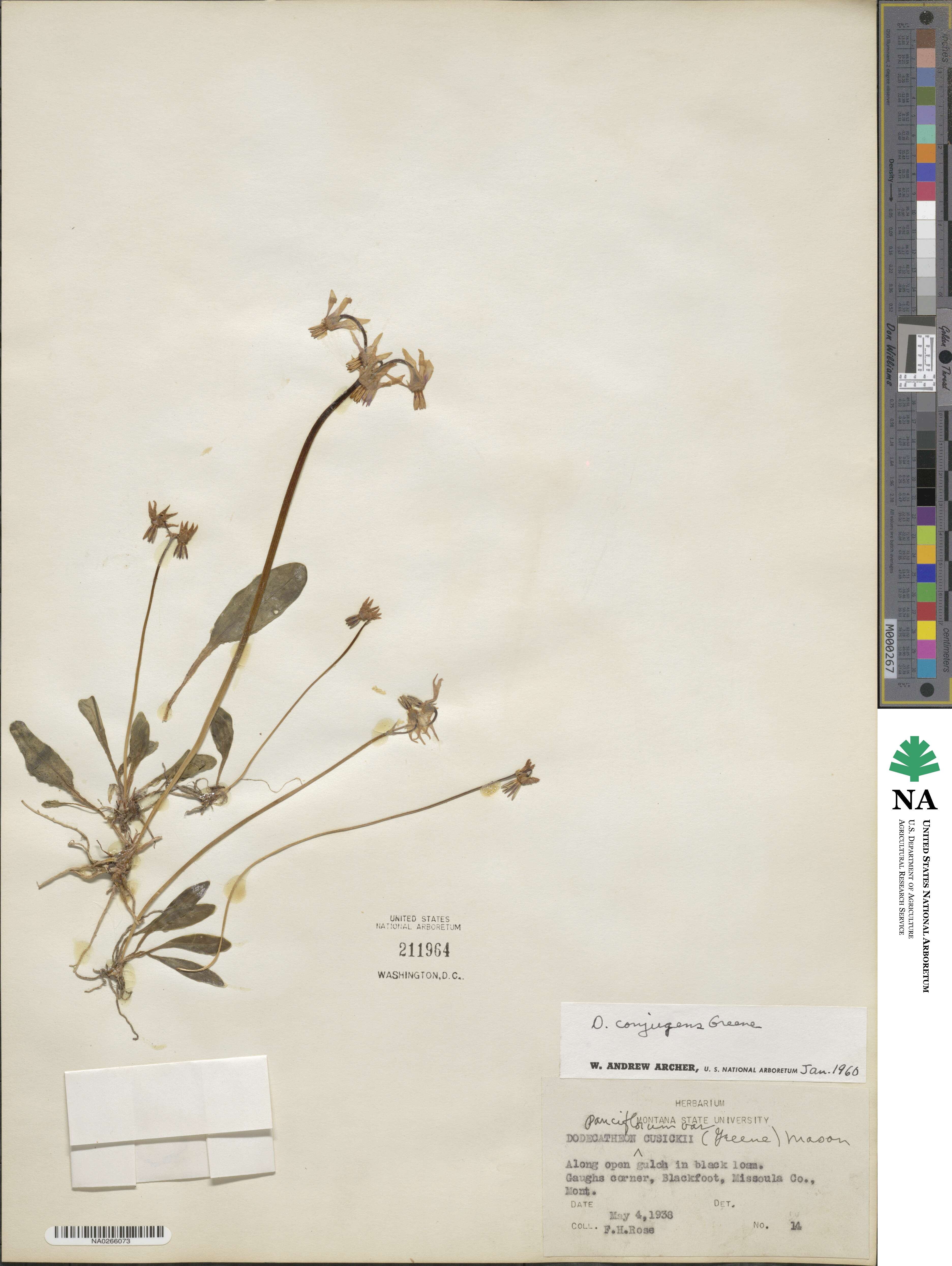 Dodecatheon conjugens image