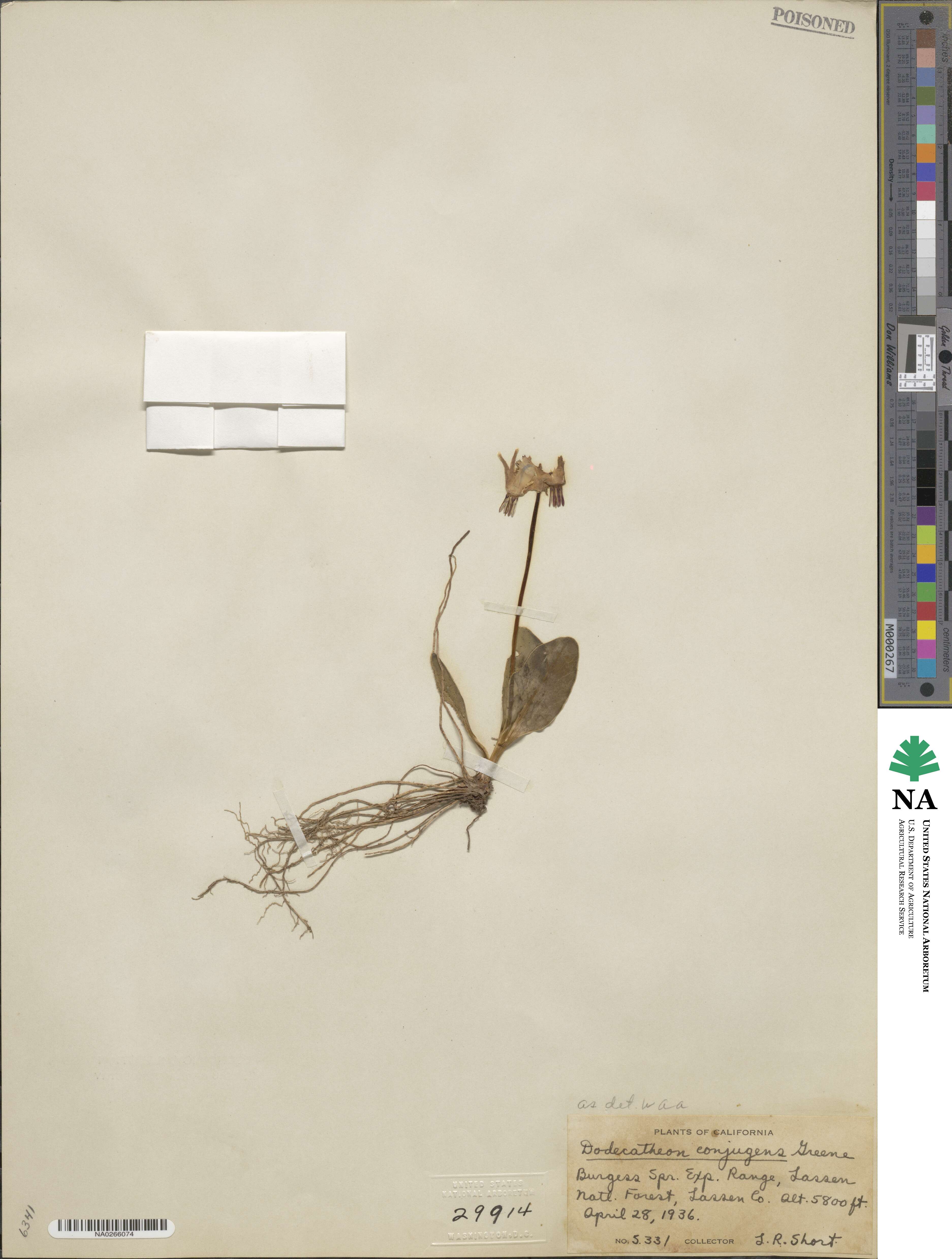 Dodecatheon conjugens image