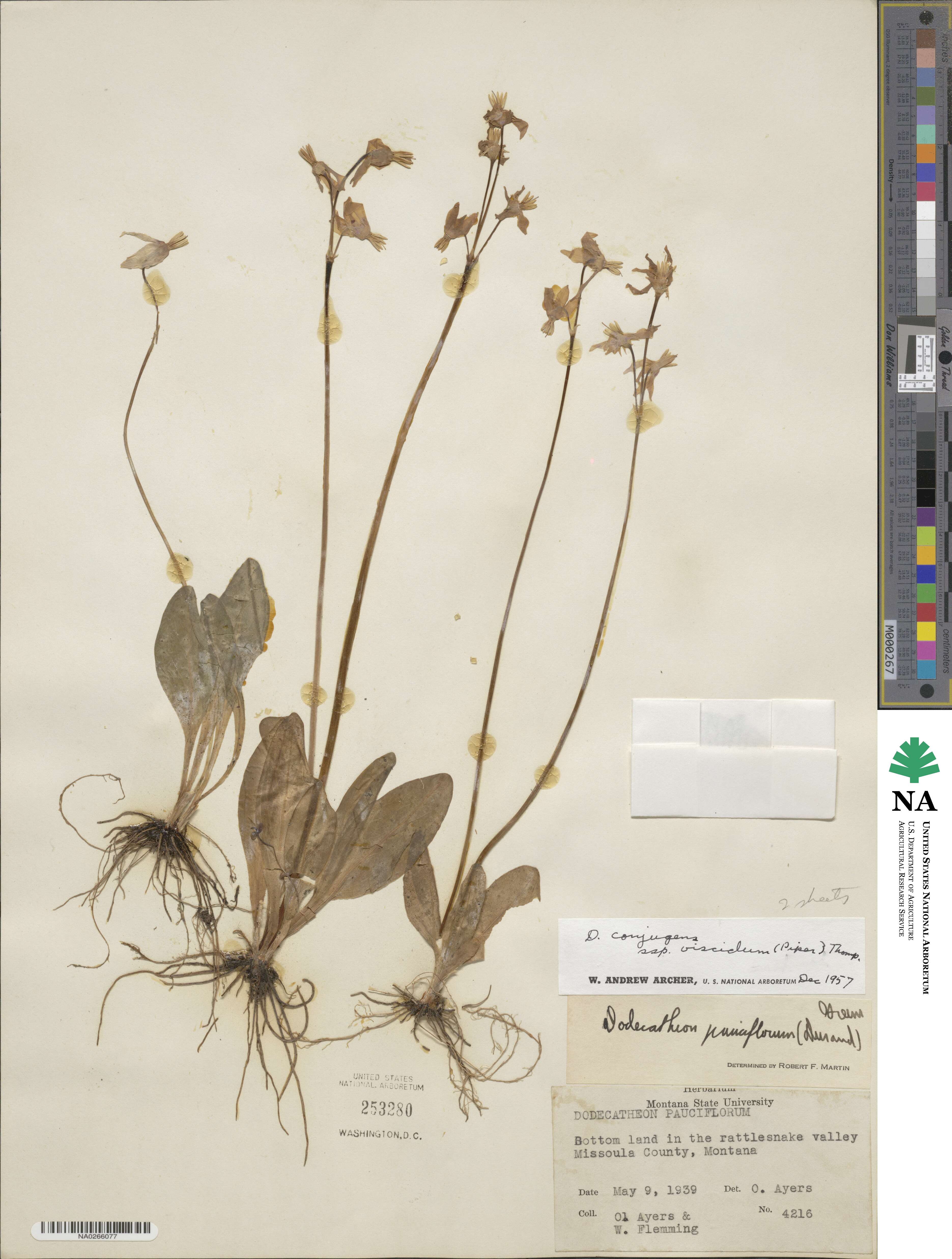 Dodecatheon conjugens var. viscidum image