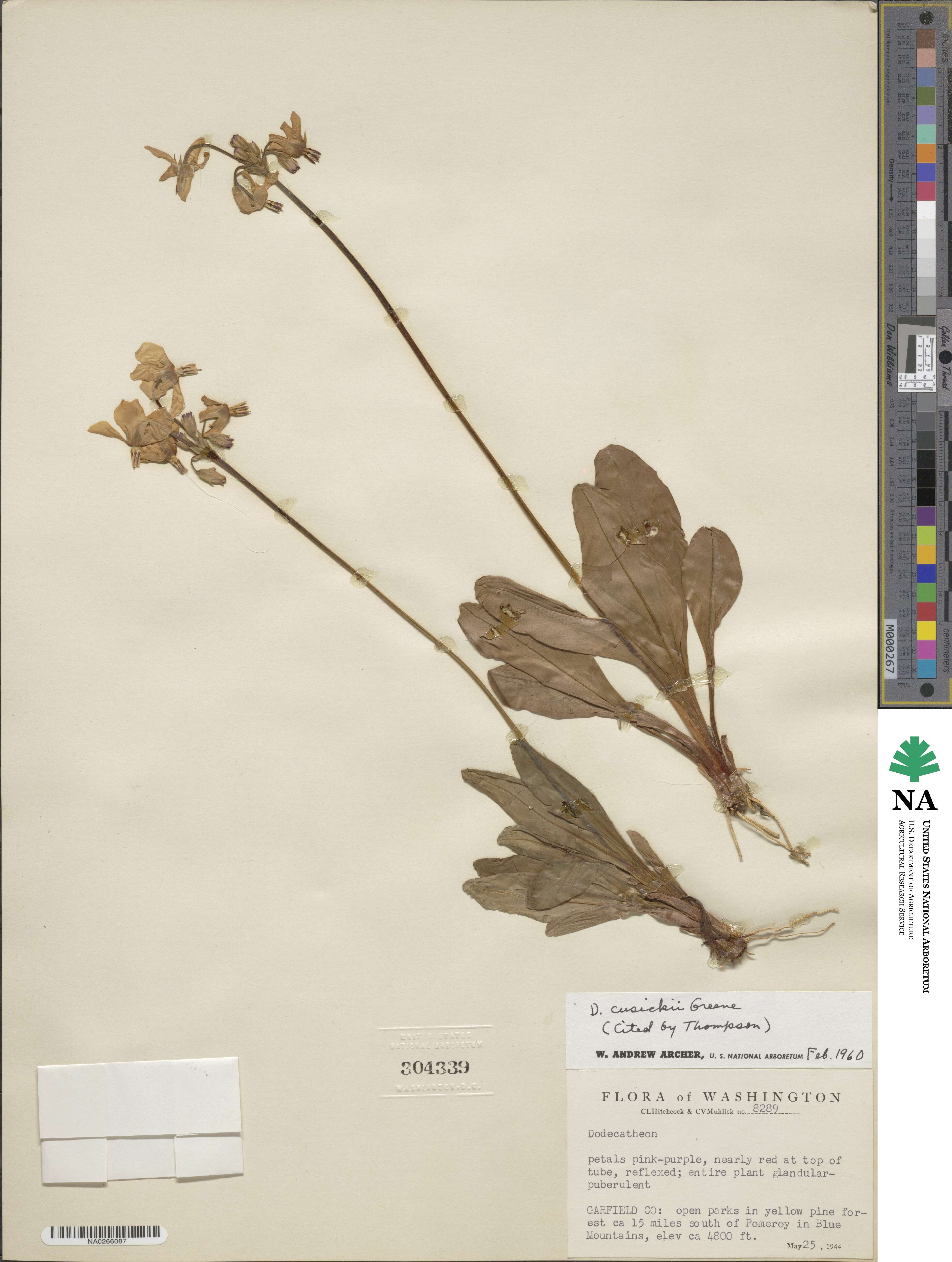Dodecatheon pulchellum subsp. cusickii image
