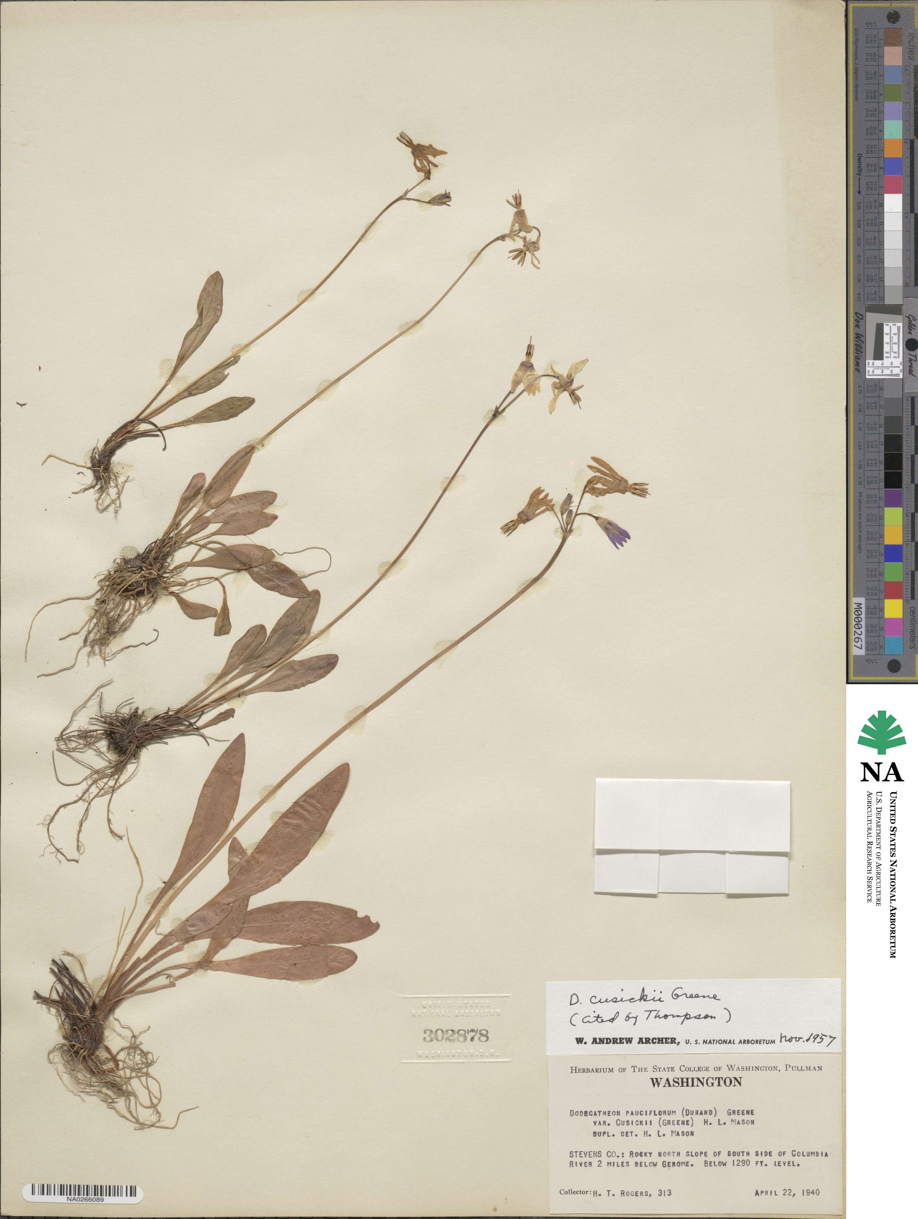 Dodecatheon pulchellum subsp. cusickii image