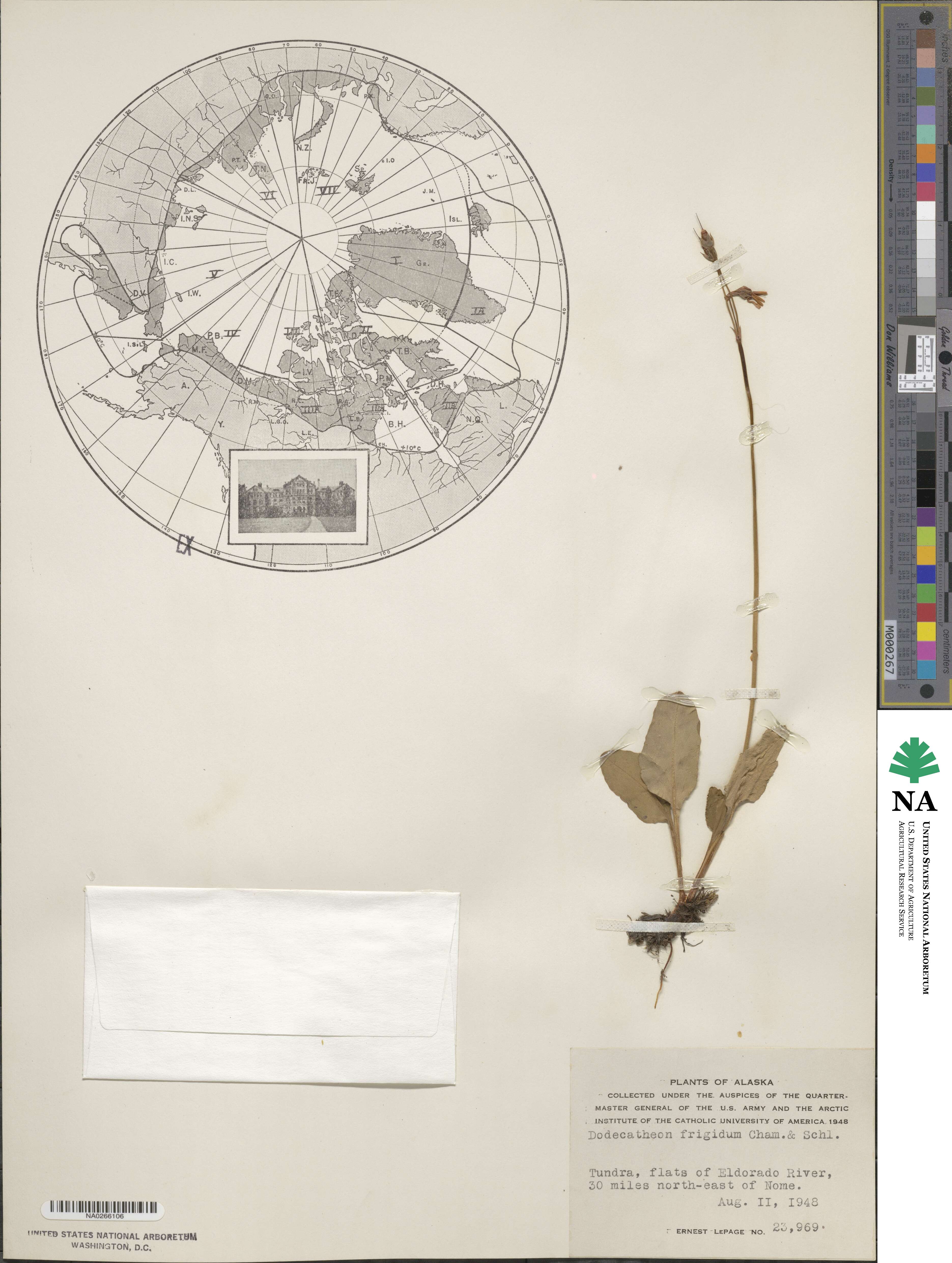 Dodecatheon frigidum image