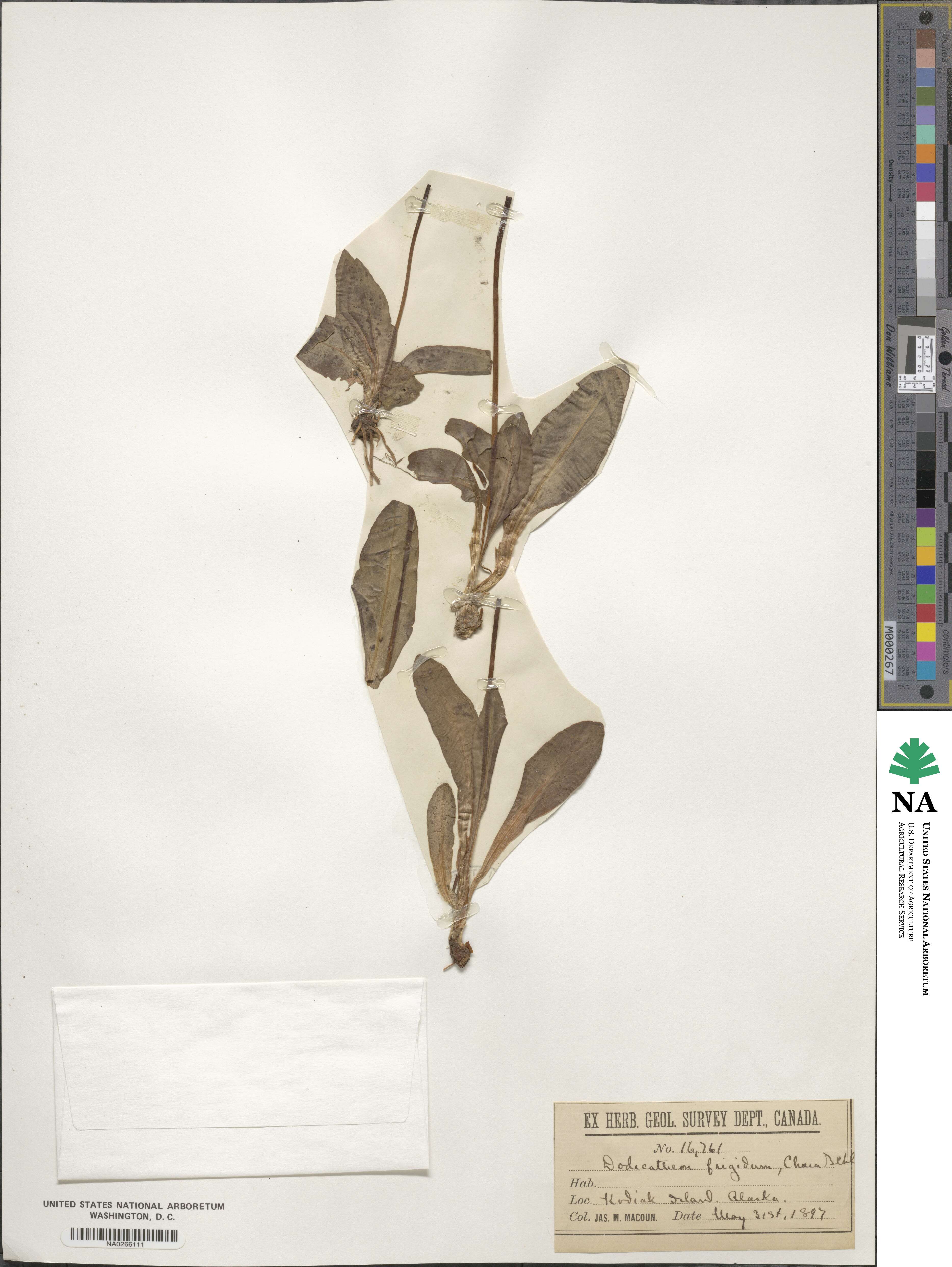 Dodecatheon frigidum image