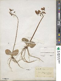 Dodecatheon hendersonii image