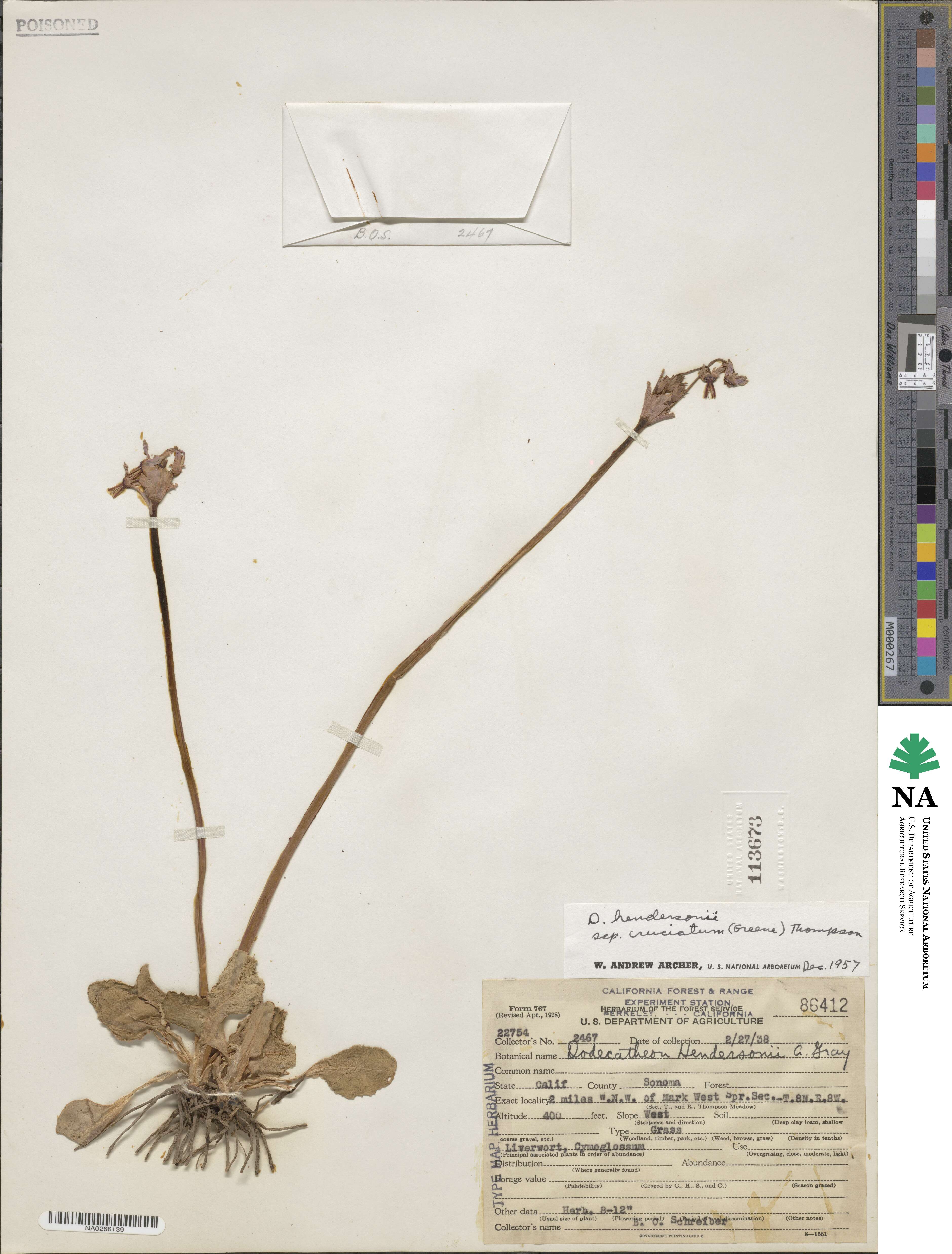 Dodecatheon hendersonii subsp. cruciatum image