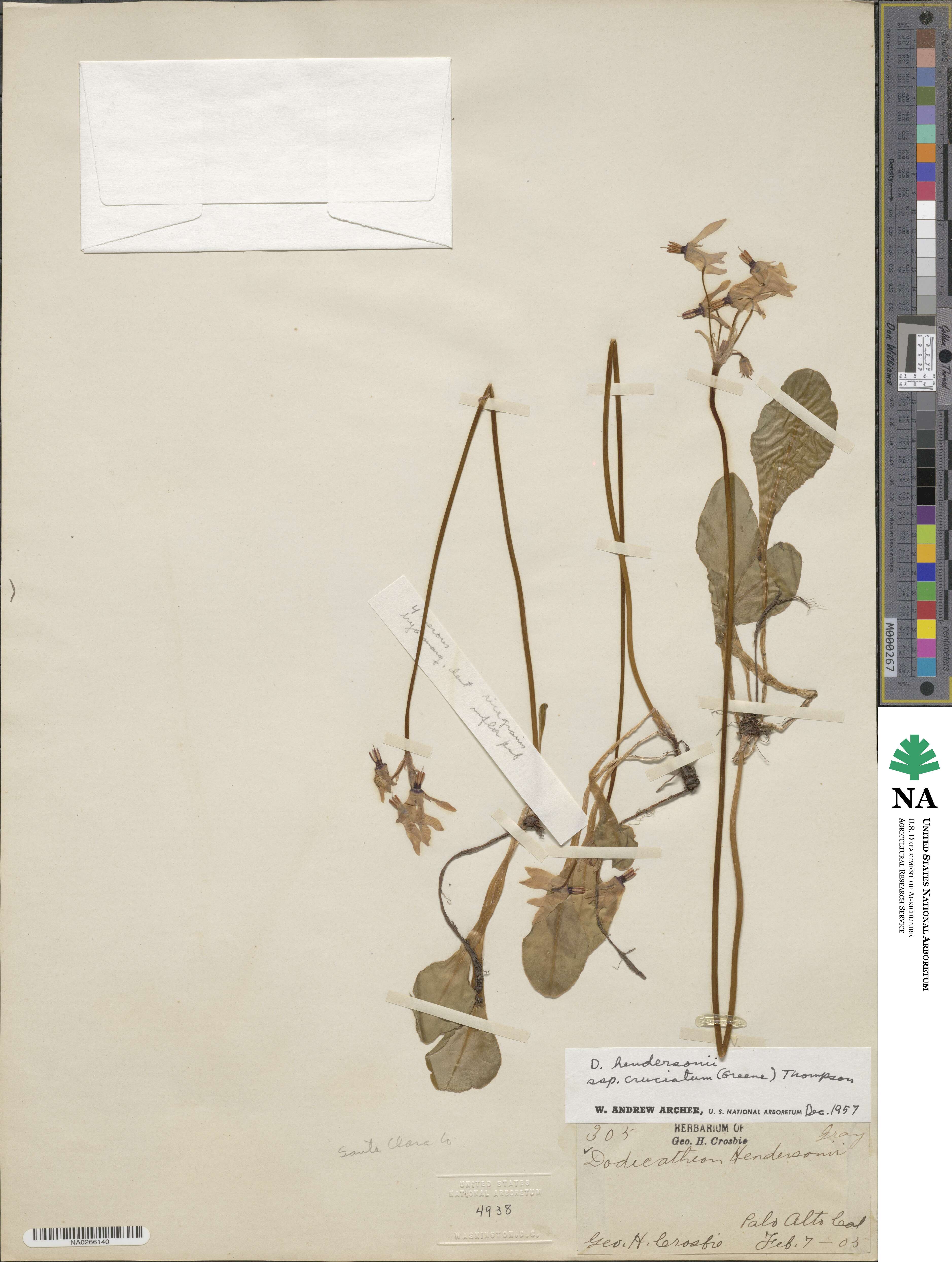 Dodecatheon hendersonii subsp. cruciatum image