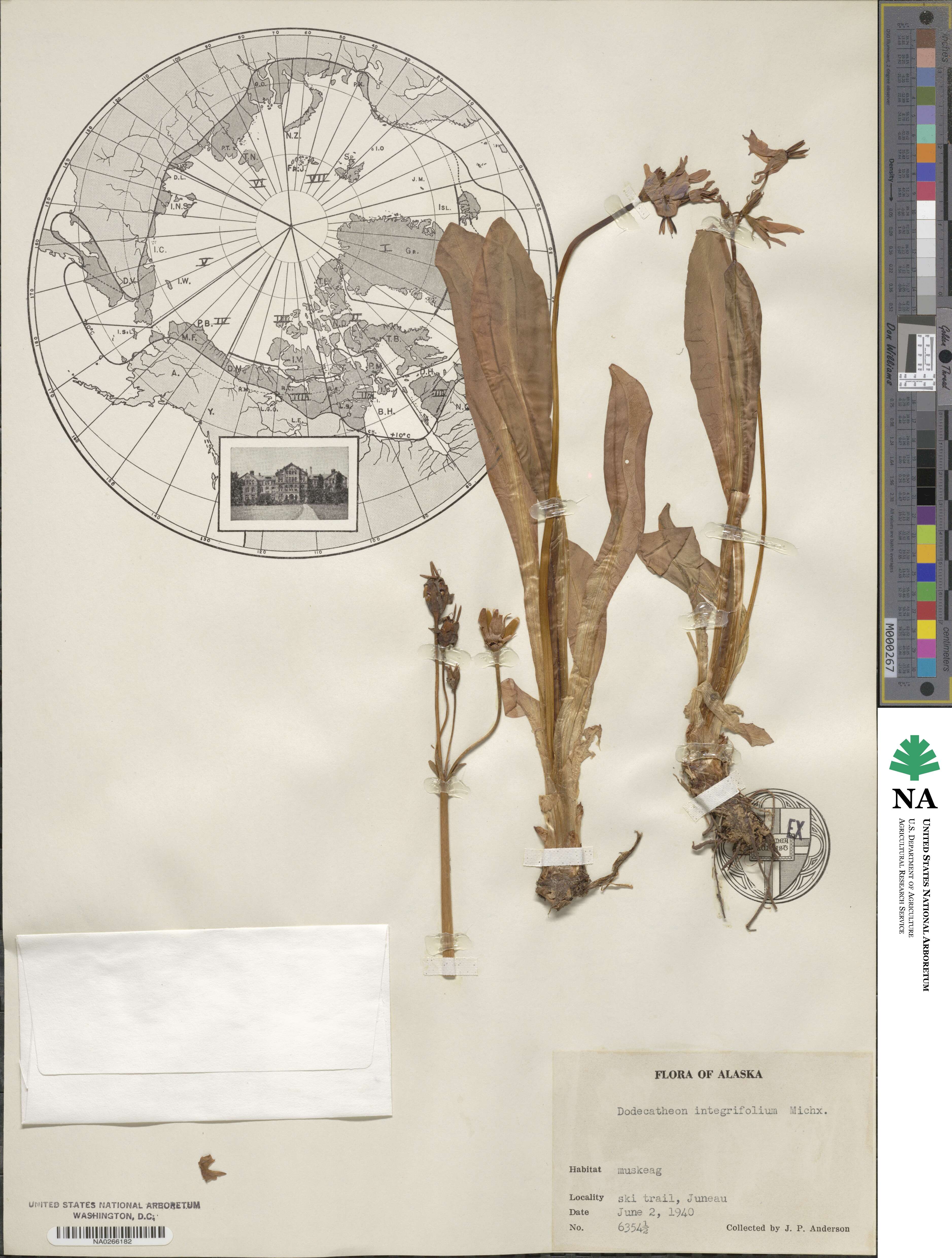 Dodecatheon meadia image