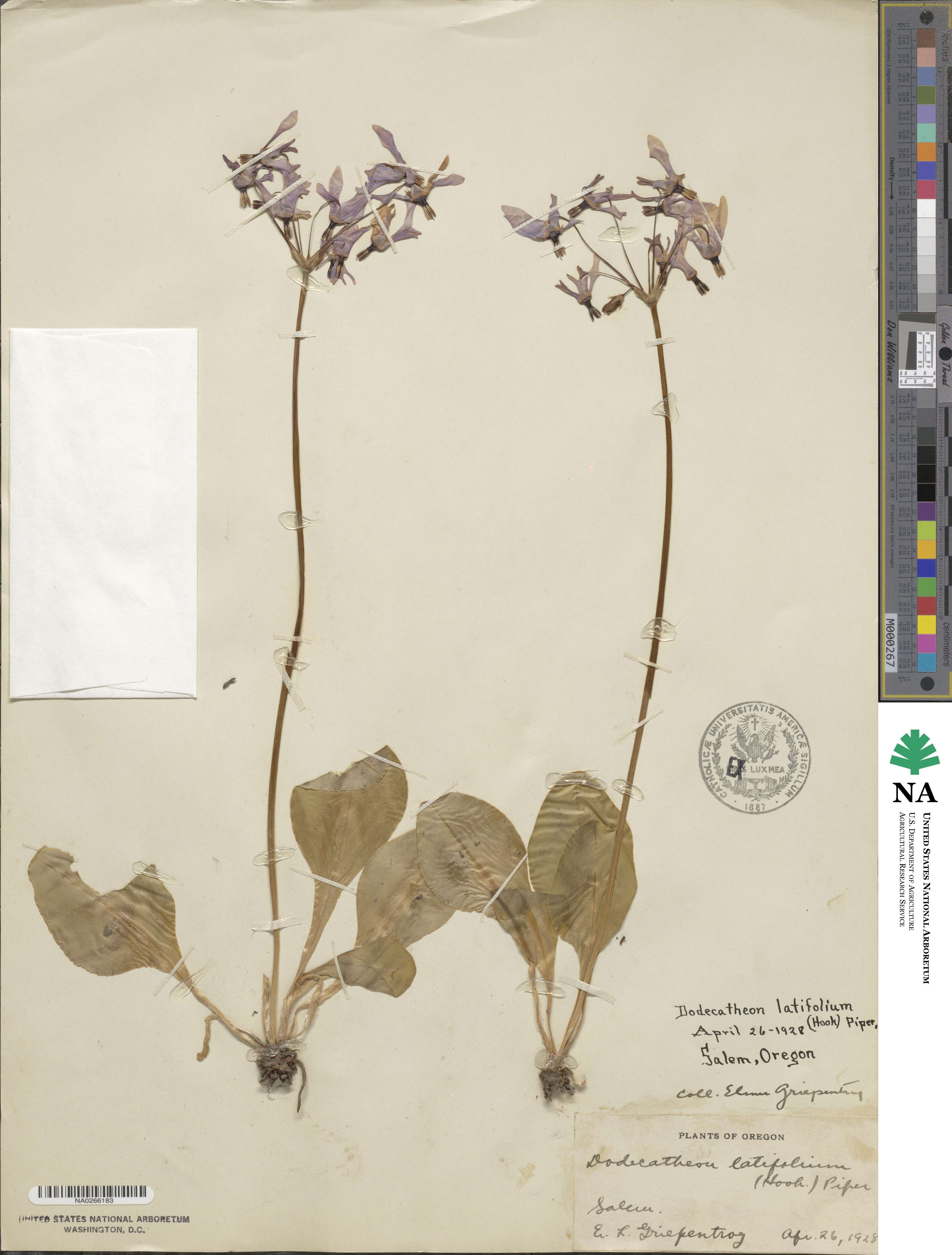 Dodecatheon hendersonii subsp. hendersonii image