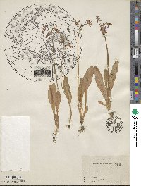 Dodecatheon pulchellum subsp. pauciflorum image