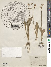 Dodecatheon pulchellum image