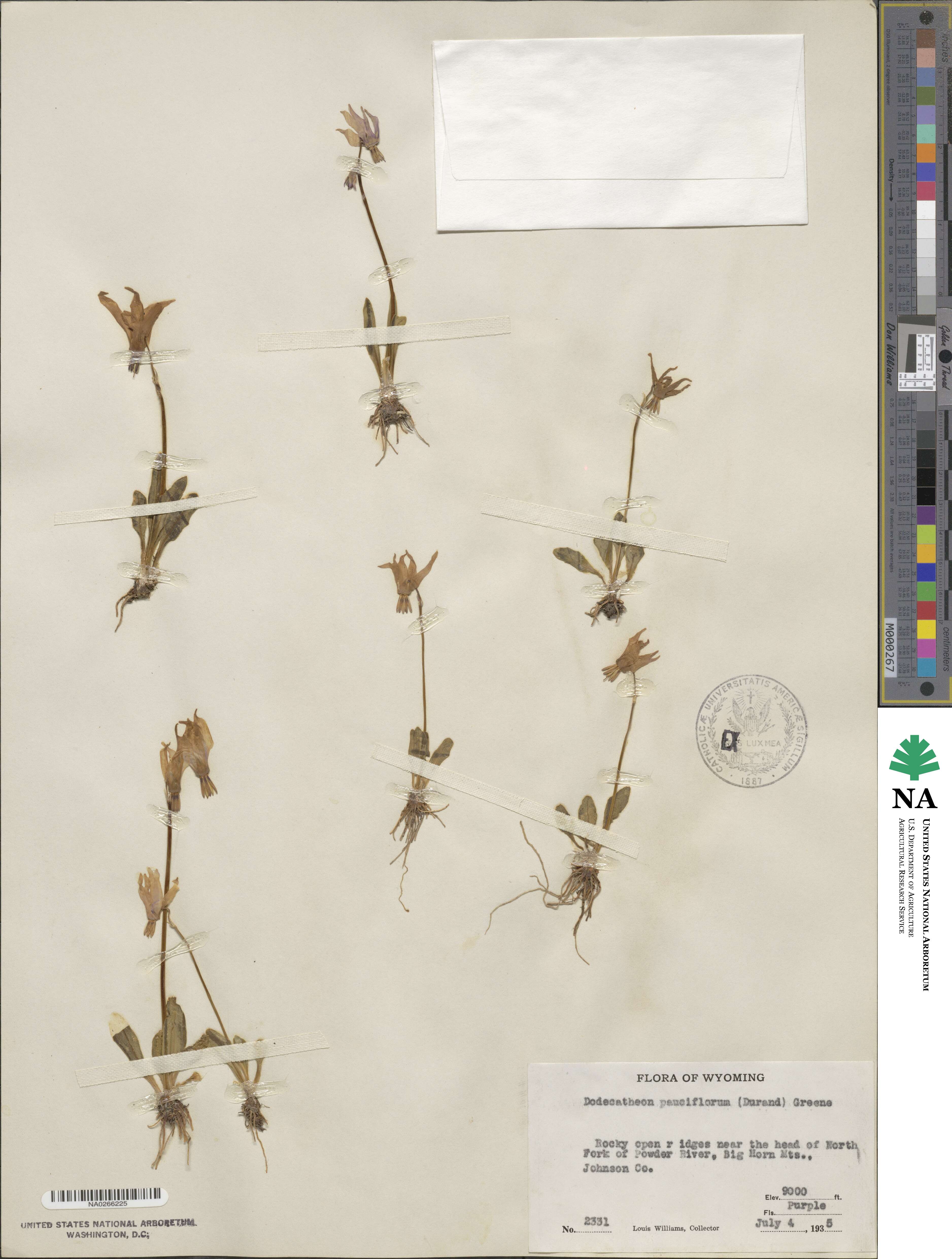 Dodecatheon pulchellum subsp. pauciflorum image