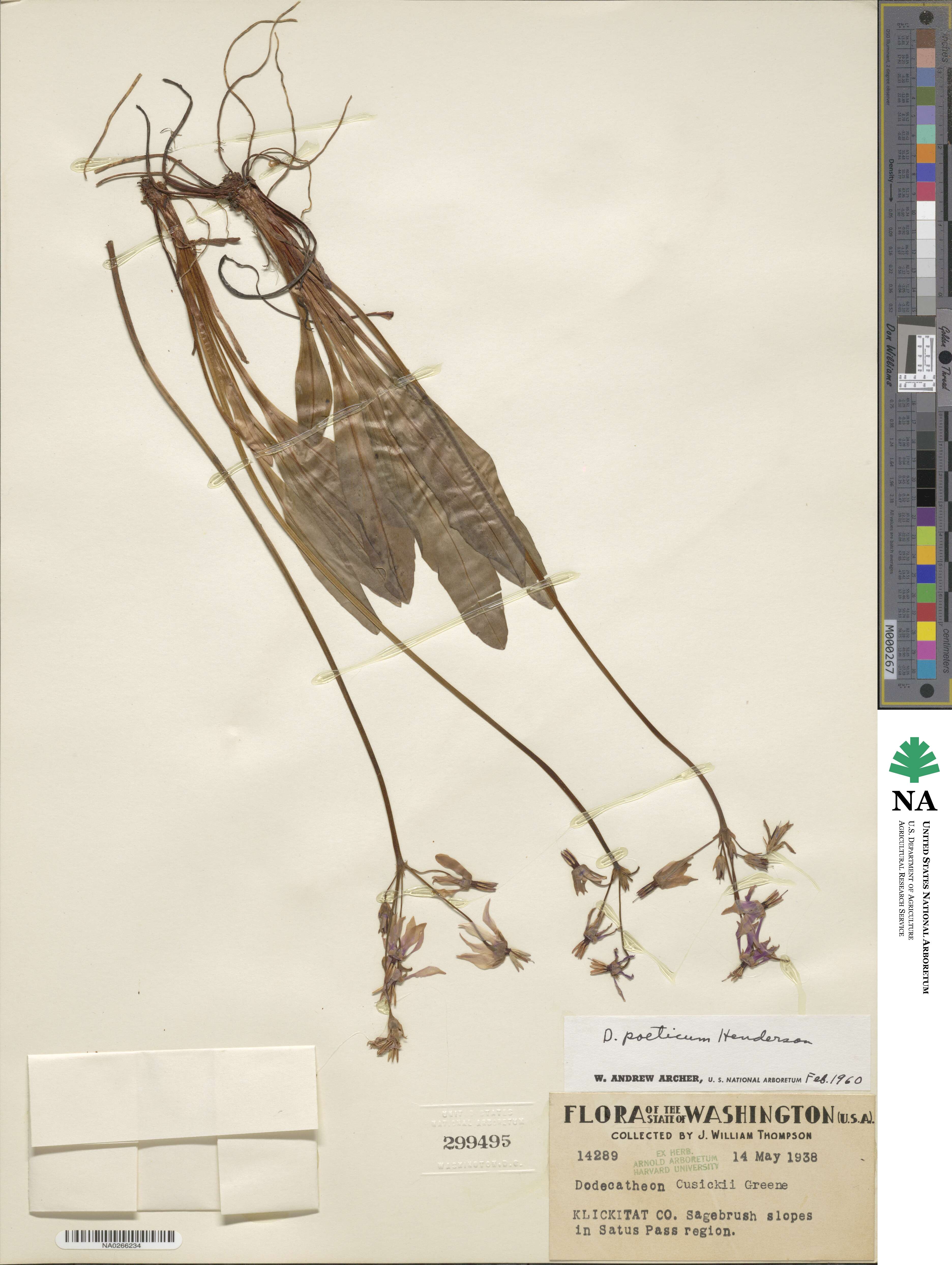 Dodecatheon poeticum image