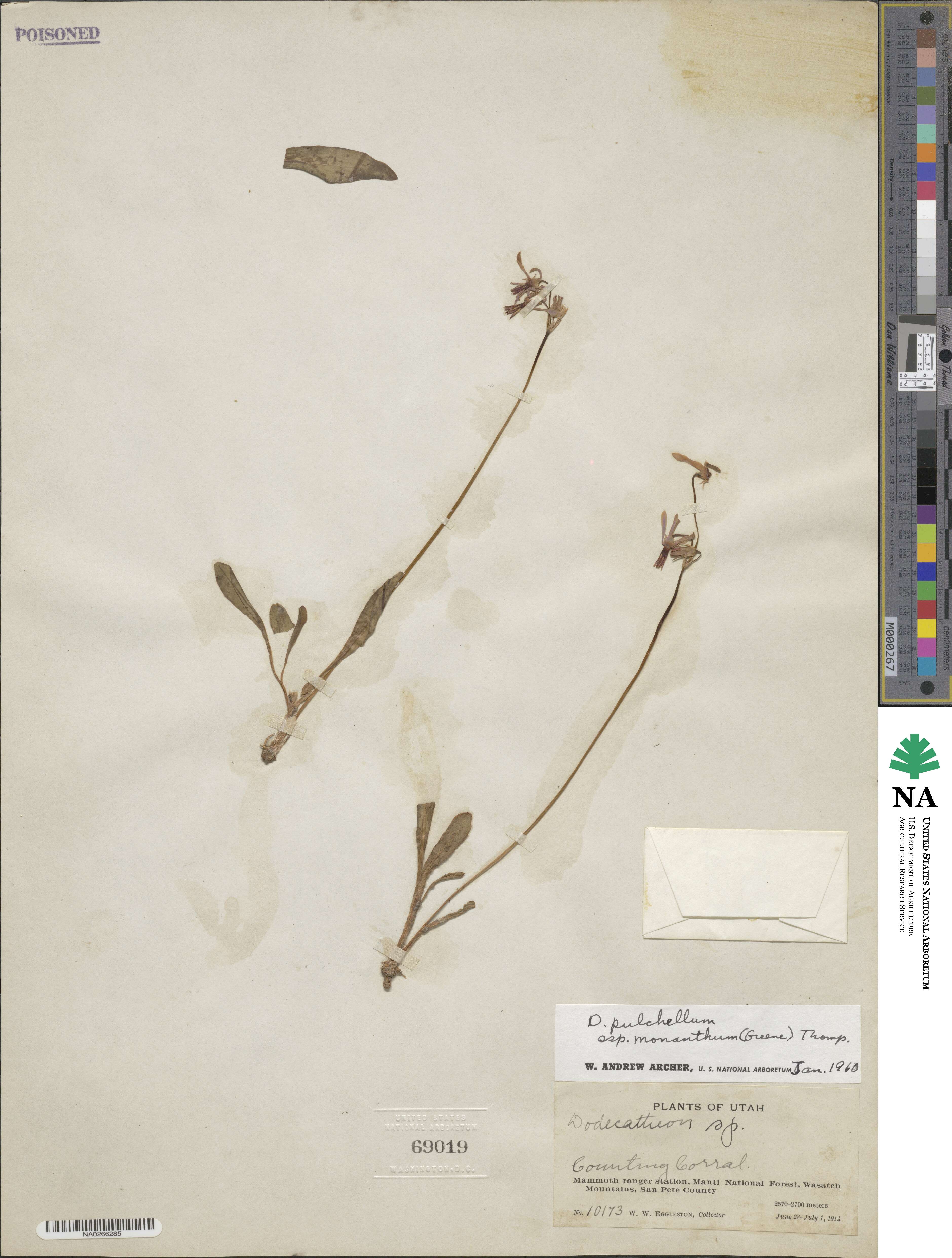 Dodecatheon pulchellum subsp. monanthum image