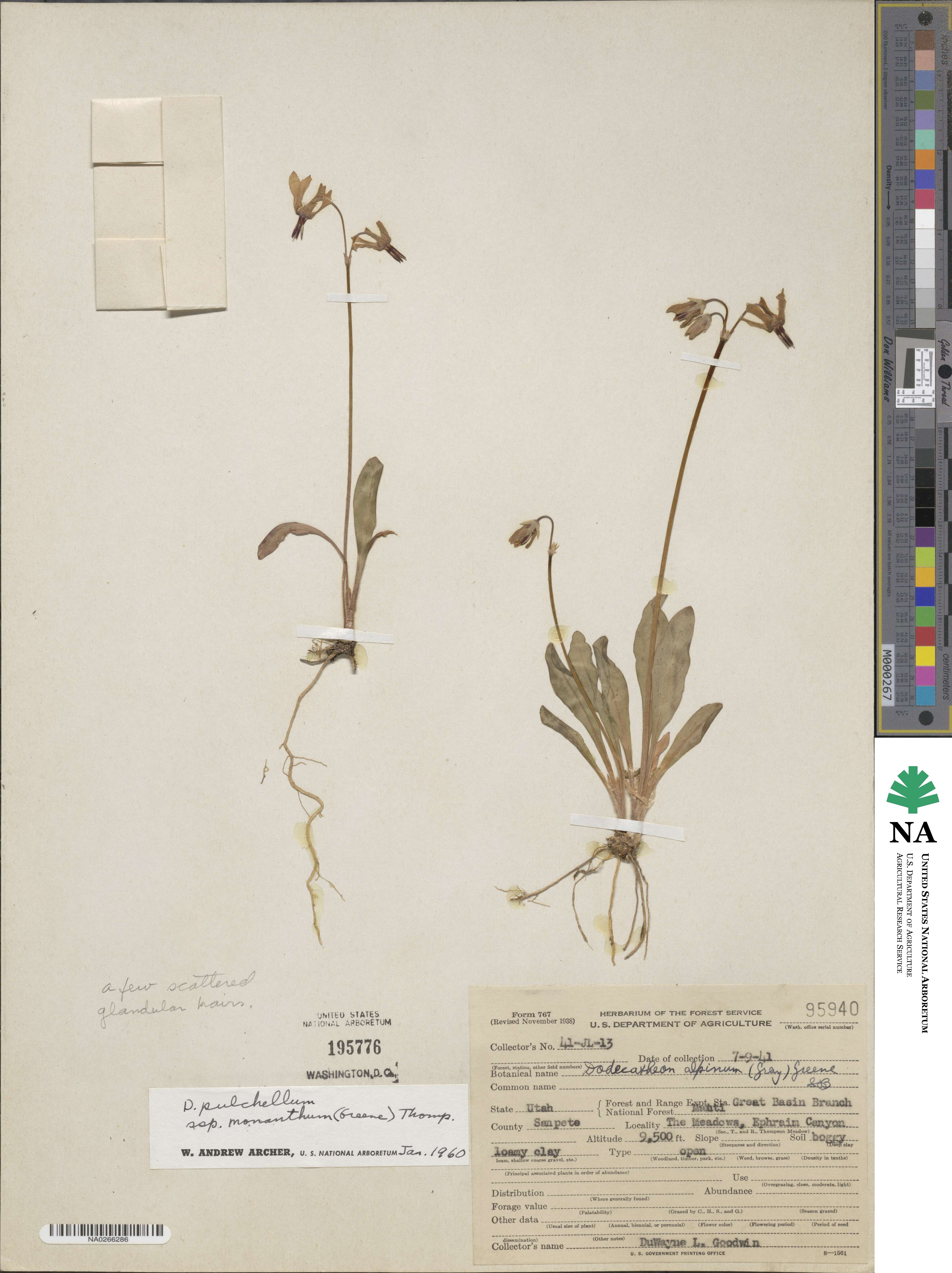 Dodecatheon pulchellum subsp. monanthum image