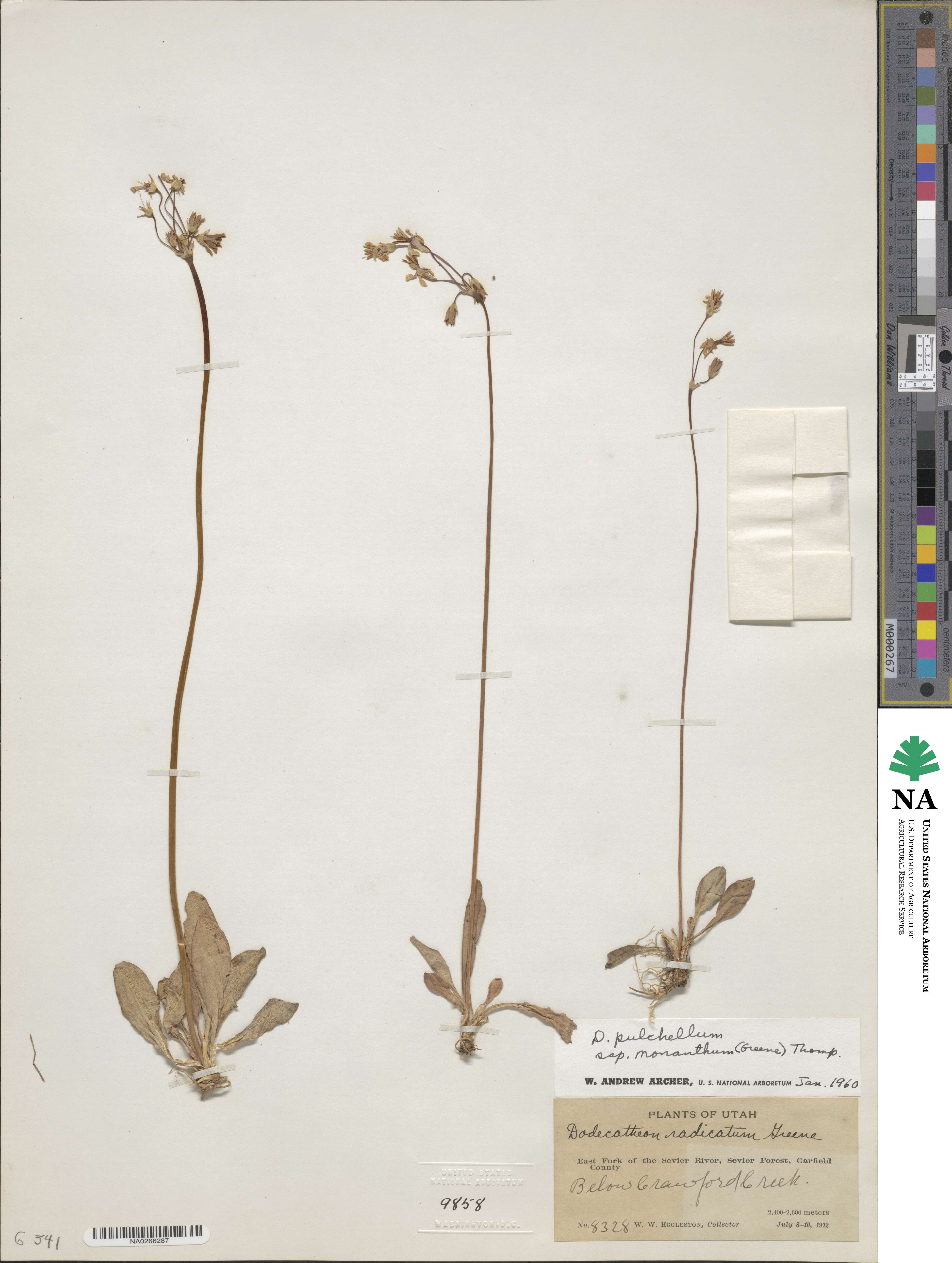 Dodecatheon pulchellum subsp. monanthum image