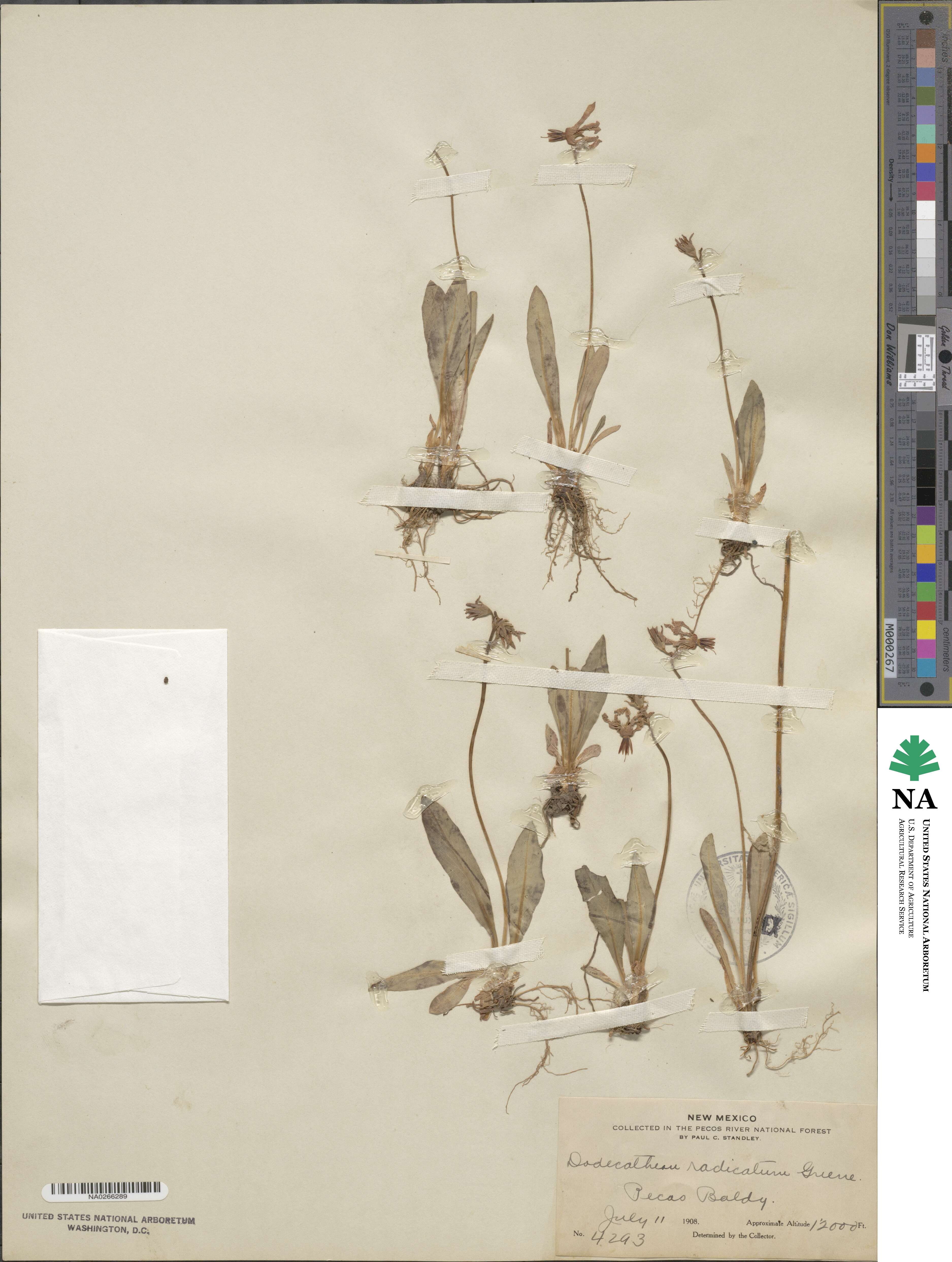Dodecatheon pulchellum image