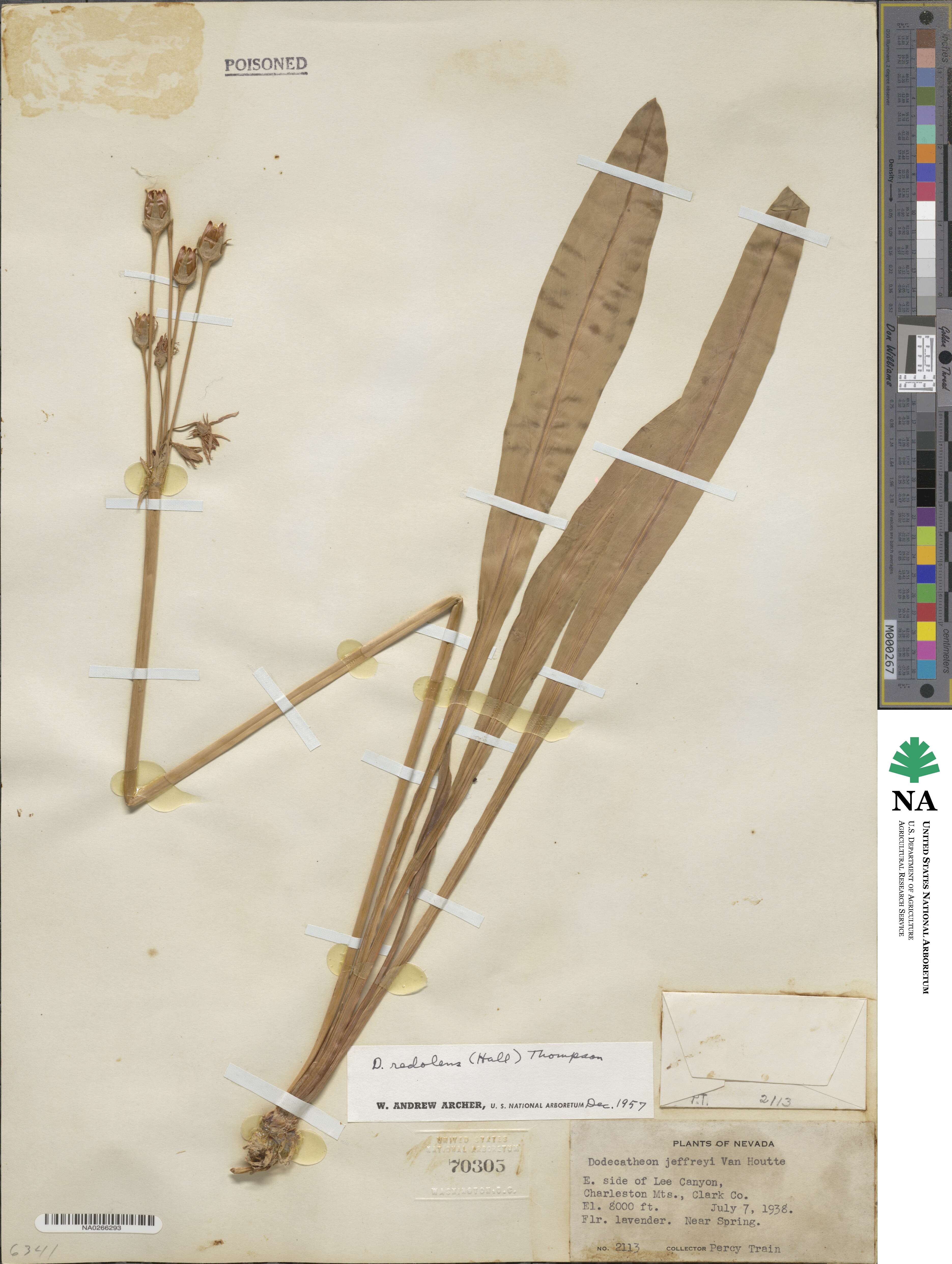 Dodecatheon redolens image