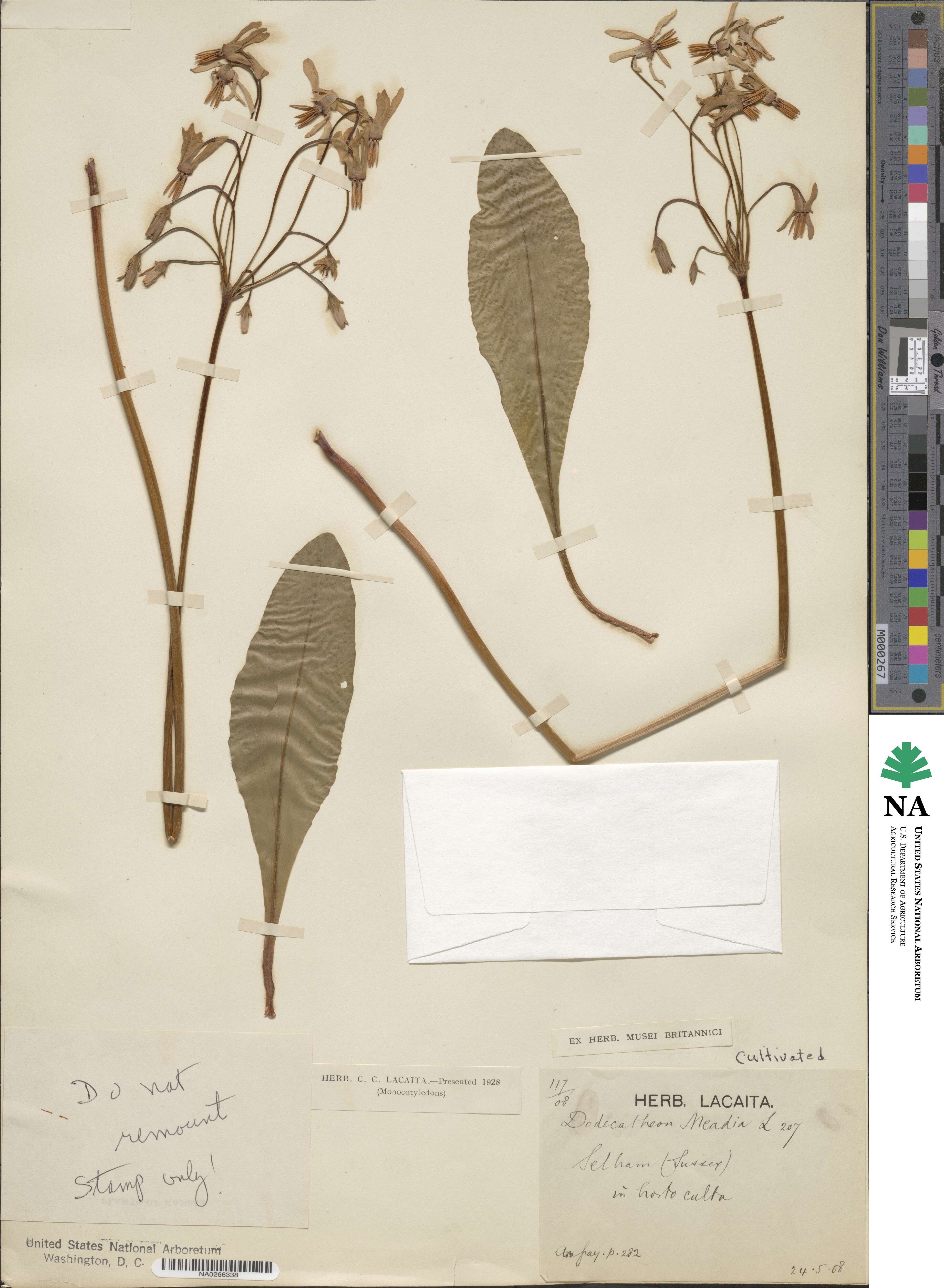 Dodecatheon meadia image