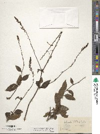 Plumbago zeylanica image