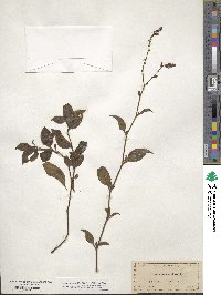 Plumbago zeylanica image