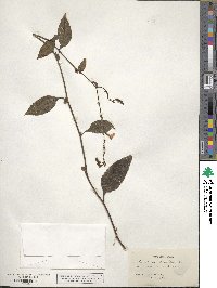 Plumbago zeylanica image