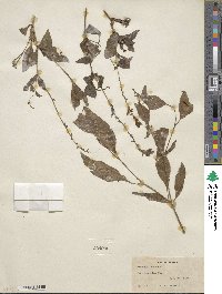 Plumbago zeylanica image