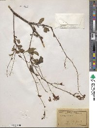 Plumbago zeylanica image