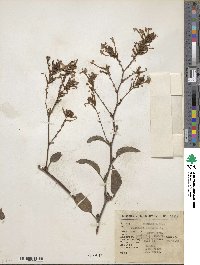 Plumbago zeylanica image