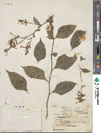 Plumbago zeylanica image