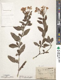 Plumbago auriculata image