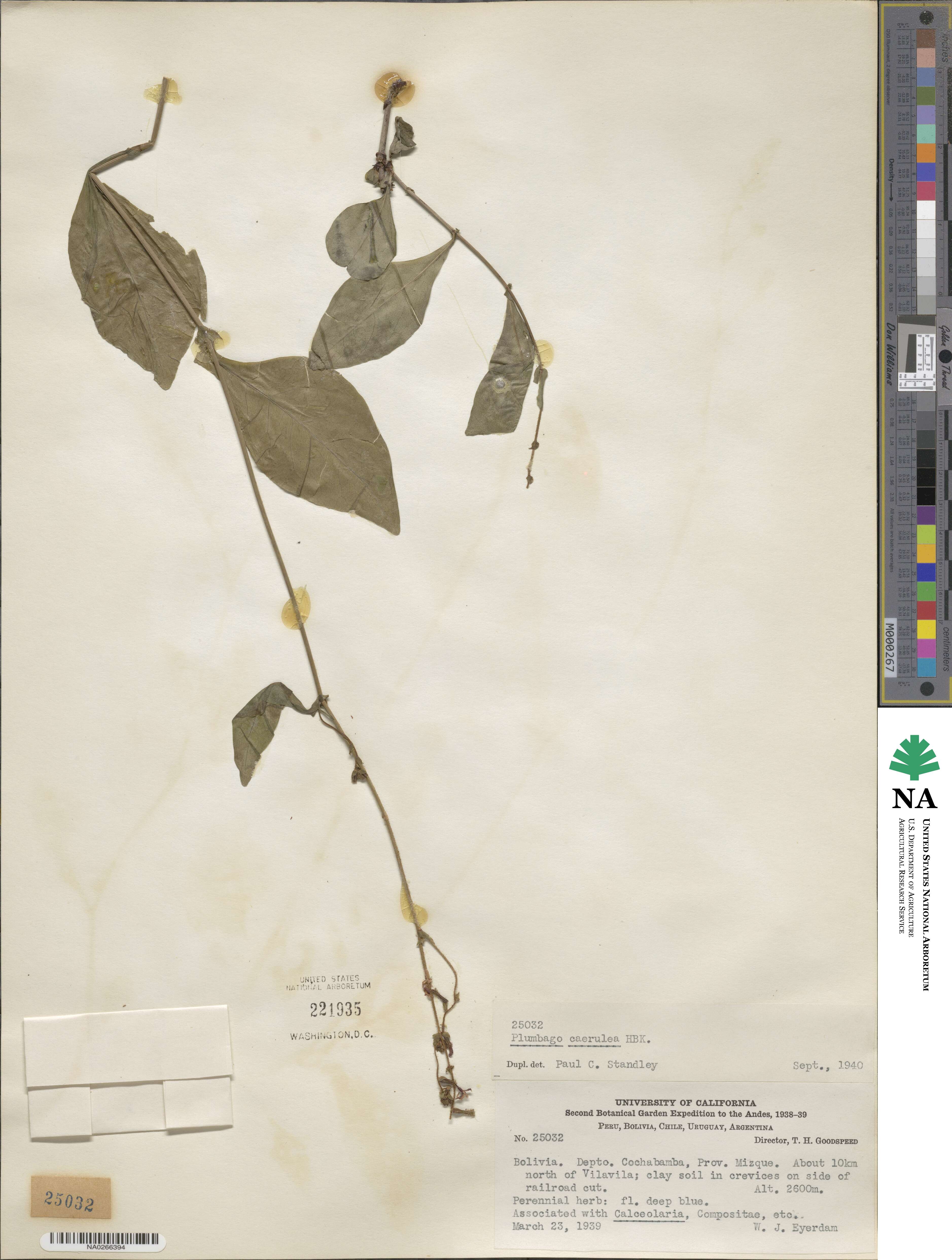 Plumbago caerulea image