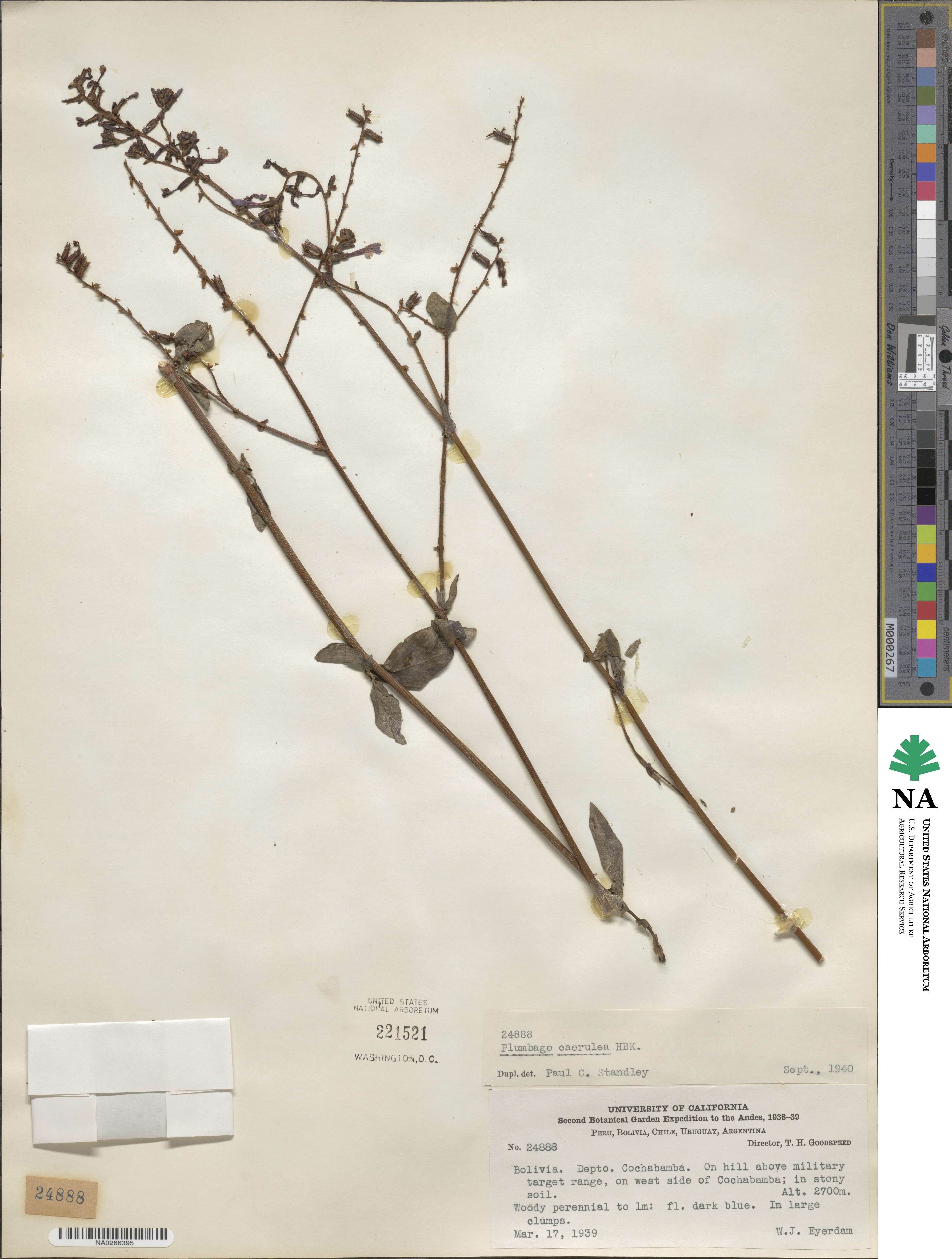 Plumbago caerulea image