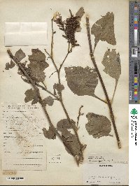 Plumbago zeylanica image