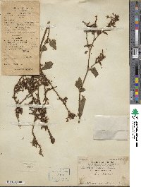 Plumbago zeylanica image