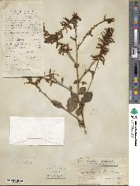 Plumbago zeylanica image