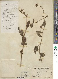 Plumbago zeylanica image