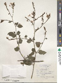 Plumbago zeylanica image