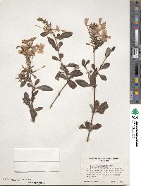 Plumbago auriculata image