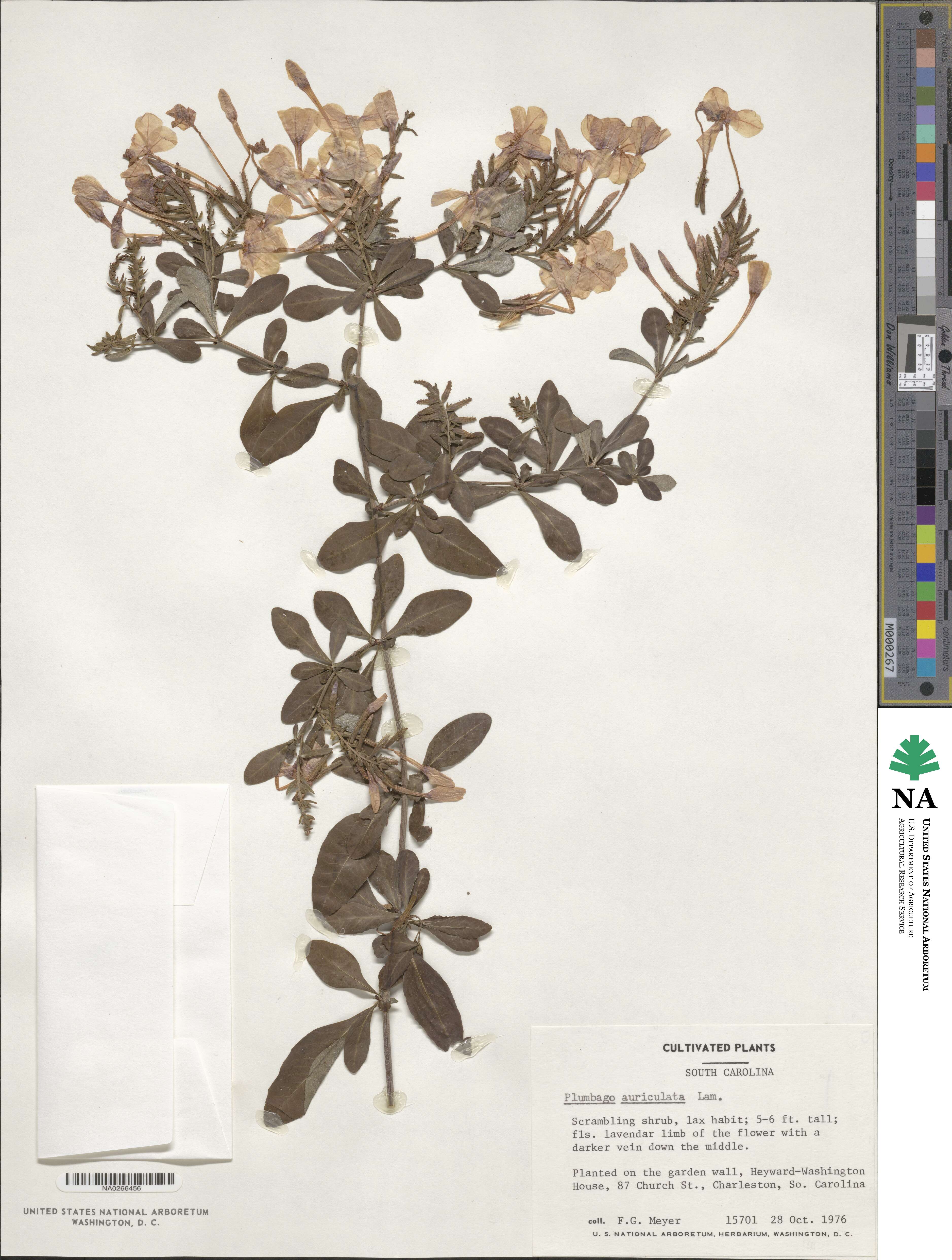 Plumbago auriculata image