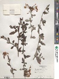 Plumbago capensis image