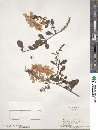 Plumbago capensis image