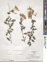 Plumbago capensis image